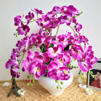 Chậu lan hồ điệp pha lê đá thêm không gian căn phòng bạn sinh động